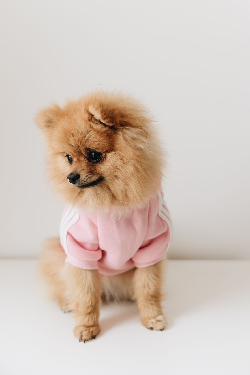 Lulu da Pomerânia vestindo um moleton rosa