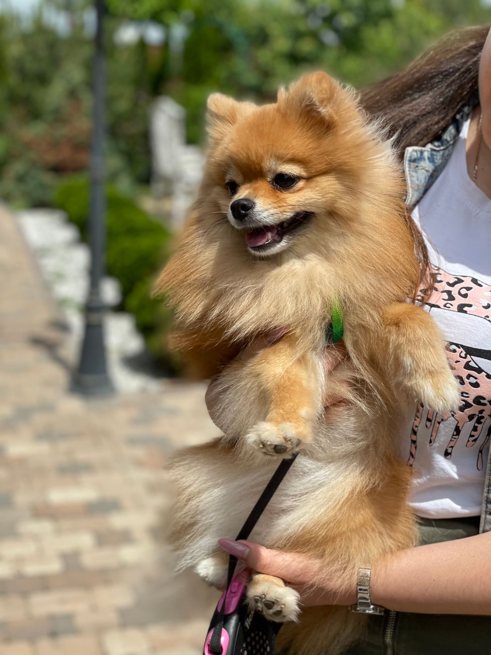 Uma pessoa segurando um Lulu da Pomerânia