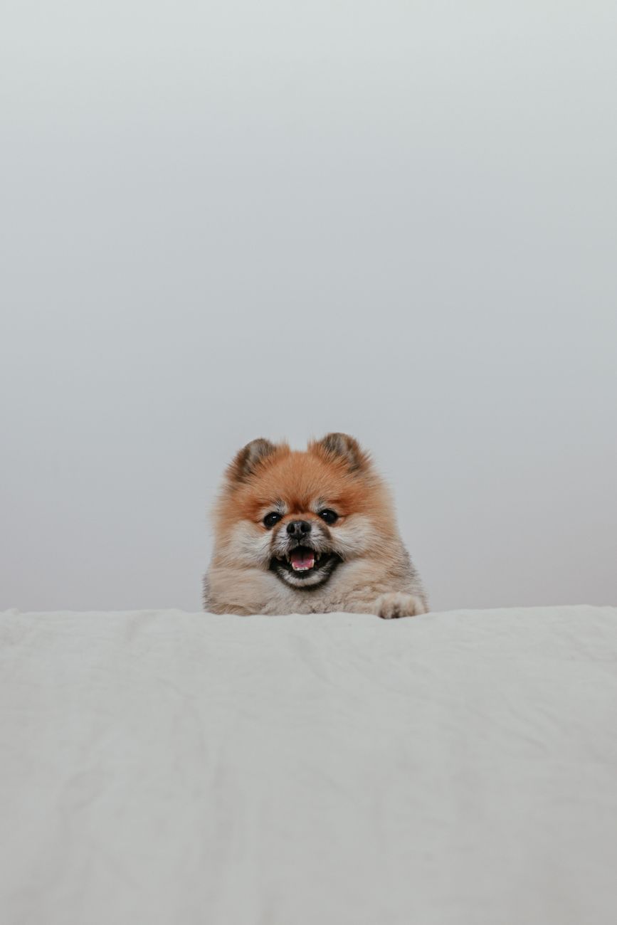 Melhor Rampa e Escada Pet para Lulu da Pomerânia: Guia Completo 2026