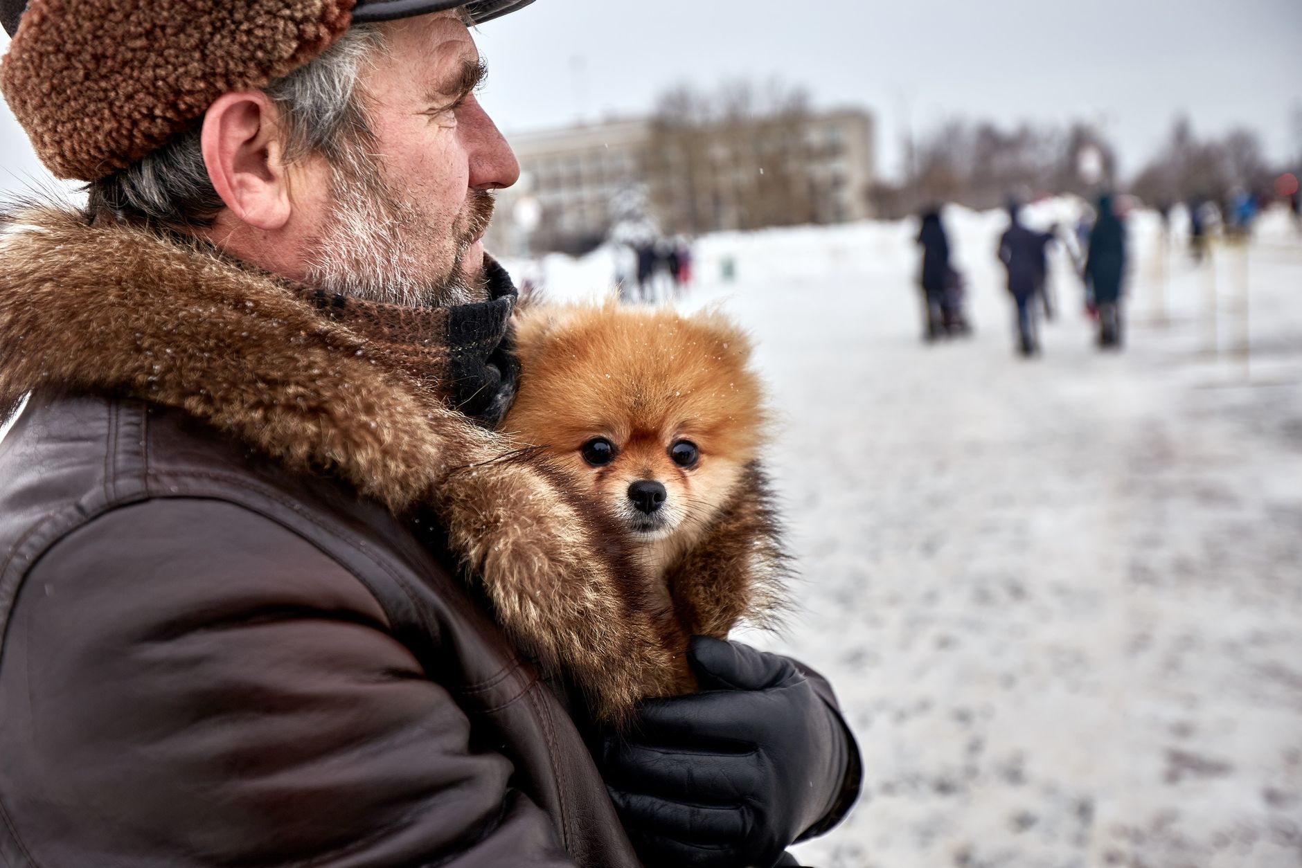 Lulu da pomerânia sendo aquecido pelo dono dentro do casaco