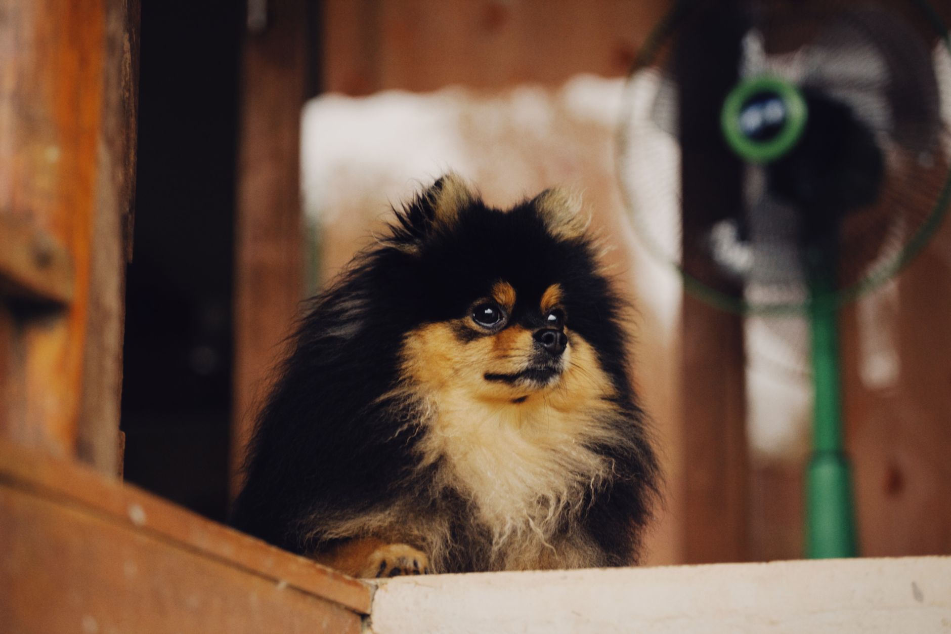 close up shot of a pomeranian