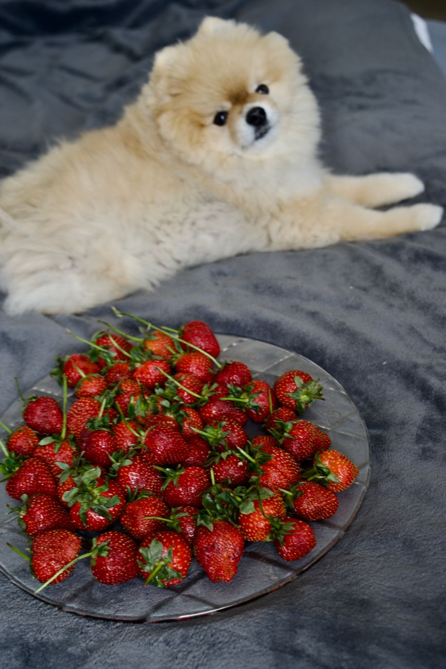 O Lulu da Pomerânia Pode Comer Fruta? Lista Completa do que Pode e Não Pode (2026)