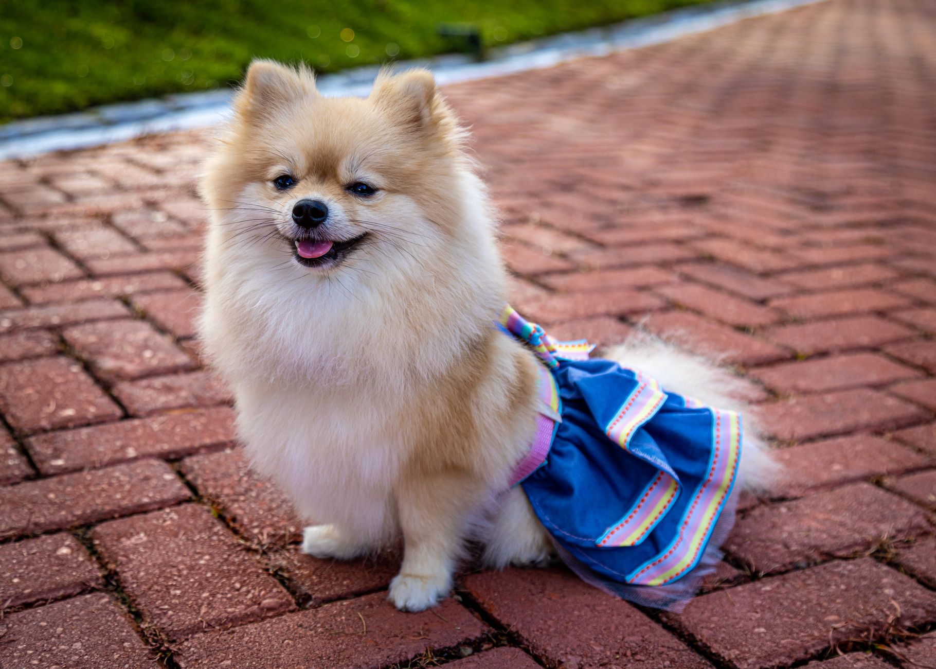 Lulu da pomerânia usando um vestido azul